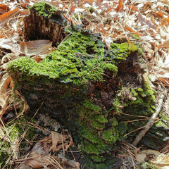 나무 기둥의 이끼