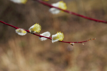 red willow branch with blossoming buds in spring forest 