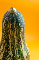 Fresh green and white elongated pumpkin isolated on Orange colorful background. Called also ahuyama, zapallo, Calabacín, pipián, zucchini. It is consumed steamed or in stews.