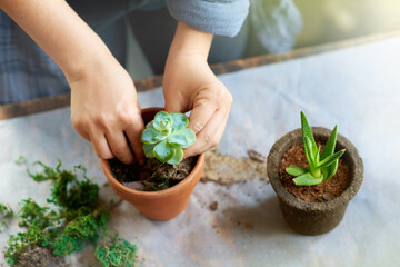 Greenery that will bring life to your home. Cropped shot of a woman planting succulent plants into pots at a table.