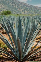 Landscape of tequila fields	in Jalisco Mexico