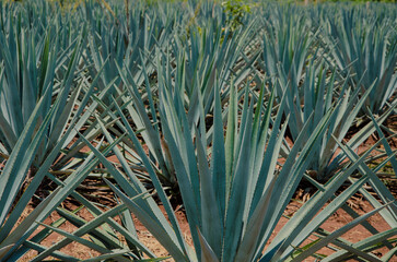Fototapeta premium Tequila fields in Jalisco Mexico