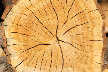 冬の暖炉ストーブの燃料　焚き木のクヌギの木
Winter fireplace stove fuel firewood oak tree　