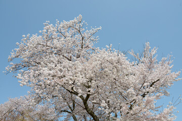 満開の桜　花模様