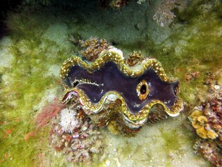 Giant clam of the red sea
