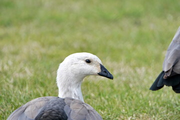 Close up of a female Magellan goose (Chloephaga picta) in Stanley, Falkland Islands
