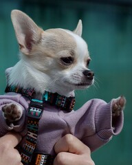 Hej Chihuahua - obrazy, fototapety, plakaty