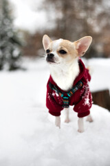 siemka. to ja. śnieżny baby yoda. wersja chihuahua