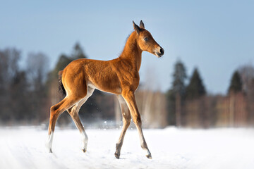 Obraz na płótnie Canvas Akhal-Teke horse foal on snow