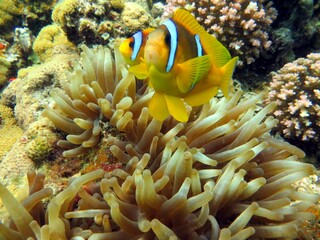 Fototapeta na wymiar Clown fish and anemone of the red sea