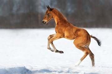 Akhal-Teke horse foal on snow