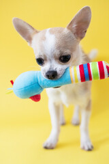 Chihuahua plays with toys