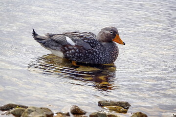 Falkland steamer duck (Tachyeres brachypterus) swimming in the harbor in Stanley, Falkland Islands