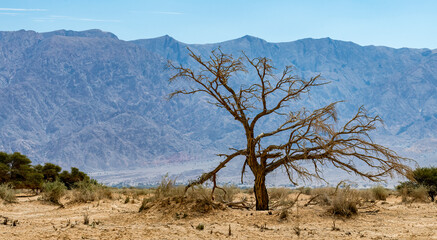 Single dry acacia tree in desert area of the Middle East