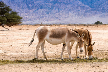 Onager is semi-domesticated donkey inhabits nature reserve parks in the Middle East