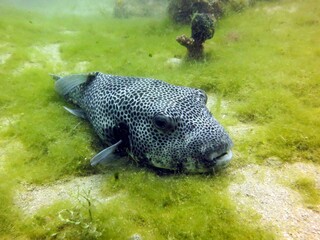 puffer fish of red sea