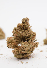 marijuana buds with space for text, white background