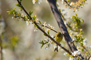  siskin bird on a blossoming branch of an apple tree in spring