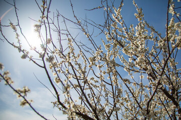 Fototapeta na wymiar blossoming spring pear trees in a garden