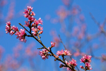 branches of a blossoming spring peach tree on a blurred background