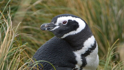 Obraz premium Magellanic penguin (Spheniscus magellanicus) in the grass at Gypsy Cove in Stanley, Falkland Islands