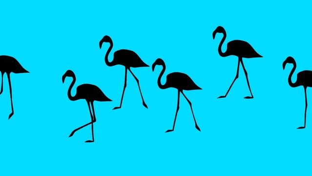 Silhouettes of flamingos, animation on the blue background (seamless loop)