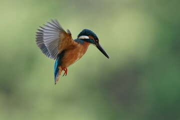 kingfisher in flight