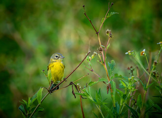 A prairie warbler perched on a twig singing in the morning. 