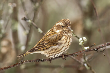 A purple finch perched in a tree during winter. 
