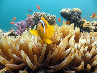 Naklejka na ściany i meble clown fish anemone of red sea