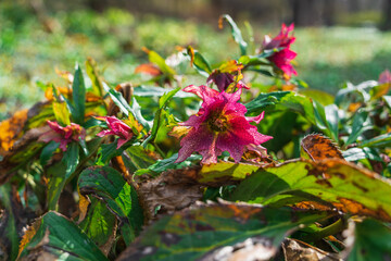 Pink flower Lenten Rose or Hellebore blooms in early spring on Lent on the eve of Easter in sunlight