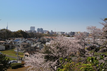 福岡市の福岡城天守台から見た舞鶴公園風景