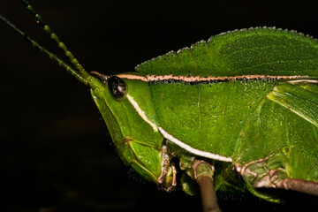 Grasshopper standing. Macro photography bringing up many details.