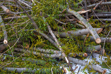 felled trees in the forest