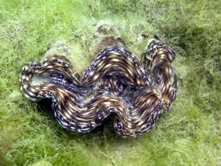 giant clam