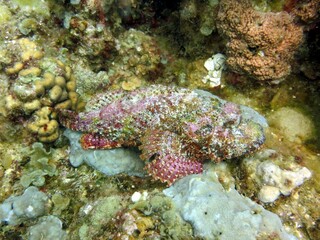 Giant clam of the red sea