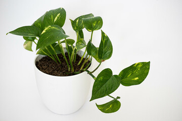 House Plants with Pot in white background