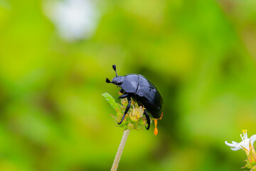 Insectos