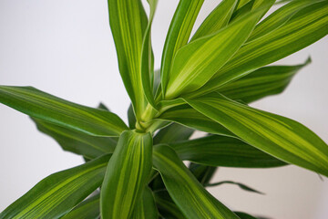 House Plants with Pot in white background