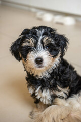 Young Havanese Maltese cute puppies posing