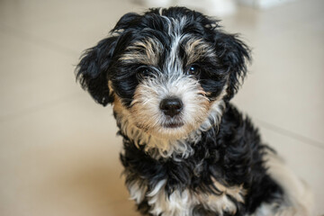 Young Havanese Maltese cute puppies posing