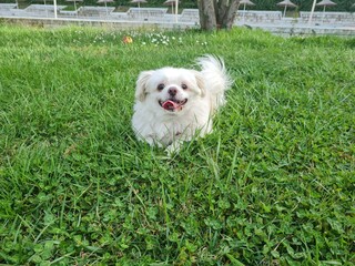 dog on the grass