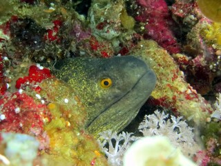 moray eel