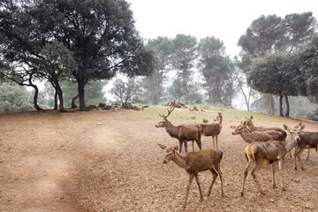 Naklejka na ściany i meble Group of Iberian deer grazing in an Andalusian preserve.