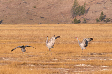 Obraz na płótnie Canvas Dancing Cranes in Yellowstone
