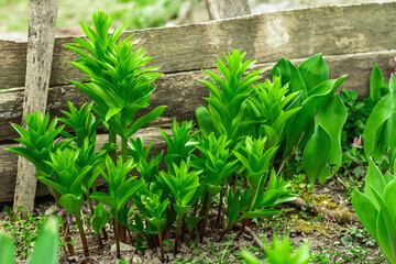 Young leaves of Fritillaria imperialis in the garden. Spring seasonal of growing plants. Gardening concept