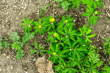 Blooming Anemonoides ranunculoides. Young flowers with decorative stones. Gardening background