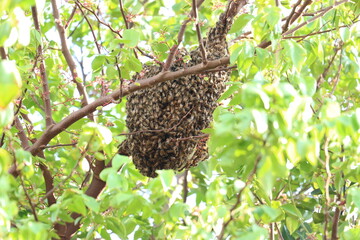 Hive