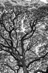 Banyan Tree Branches and Leaves with Overcast Sky Above in Black and White.