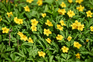 Blooming of Yellow wood Anemone in spring forest on a sunny day. Anemonoides Ranunculoides in forest meadow